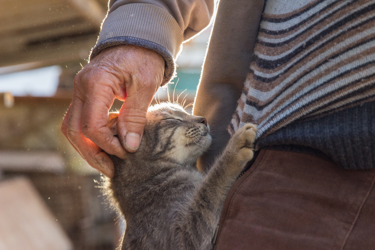 Cute cat hugging an old man in village outdoor. The man touching the kitty with his hand. They are in a house yard at sunset. Closeup