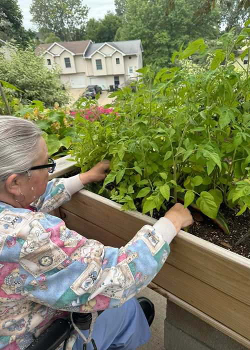Senior resident tends to a raised garden bed filled with healthy green plants at a senior living community during spring.