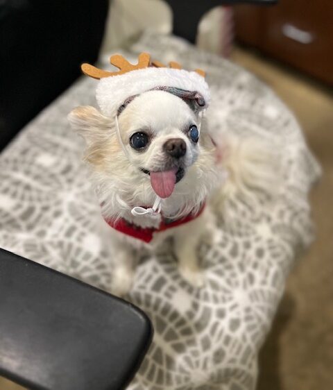 Small dog wearing reindeer antlers sits on a patterned chair during a festive pet-friendly moment in senior living.